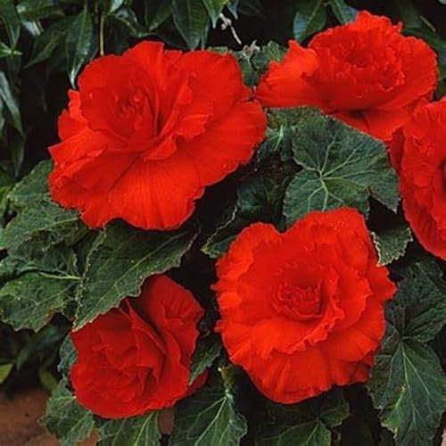 Begonia 'Non Stop Red' WPC Prins Quality Bulbs/Tubers Pack x3