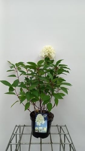 Hydrangea pan. 'Skyfall'® - Rispenhortensie 40-50 cm Container