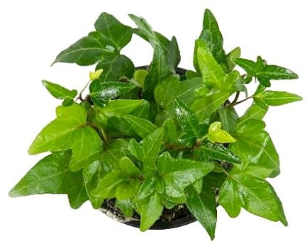 Hiedra Planta Natural Colgante y Fácil de Cuidar