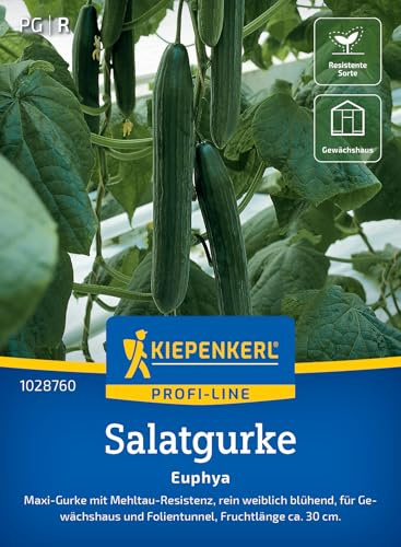 Kiepenkerl Salatgurkensamen Euphya 102876 | ertragreich, robust, aromatisch, fuer Gewaechshaus und Freiland, gerade Fruchtform, einfache Aussaat