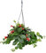 Aeschynanthus Plant Mona Lisa - Lipstick Plant - Trailing houseplant in 15cm Pot