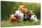 DARO Design - Wand-Bild auf 6mm HDF 84x56 cm Meerschweinchen Gruppe - Wand-Deko Bilder Geschenk