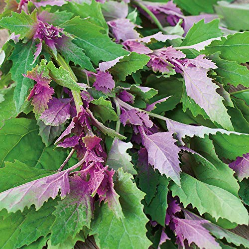 Suttons Tree Spinach Seeds, Veg Seeds, 200 Seeds per Pack, Grow Your own, Ideal for beds, Borders, Raised beds