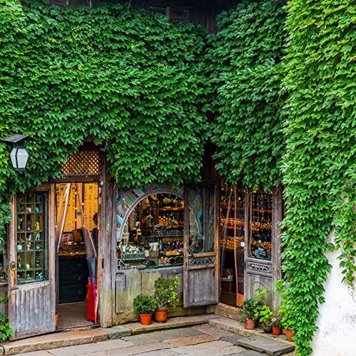 200 pezzi verde divertente Semi di Parthenocissus tricuspidata è un'eccellente specie rampicante ha un'ampia gamma di usi Ben accolto dai coltivatori Può creare un ambiente verde
