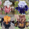 Iris Schwertlilien Blumenzwiebeln MehrjäHrig Winterhart Winterhart Zwiebeln,Iris Zwiebeln Winterhar,Iris - Schwertlilie Schwertlilien Winterhart MehrjäHrig Bartiris Pflanze-A-4zwiebeln