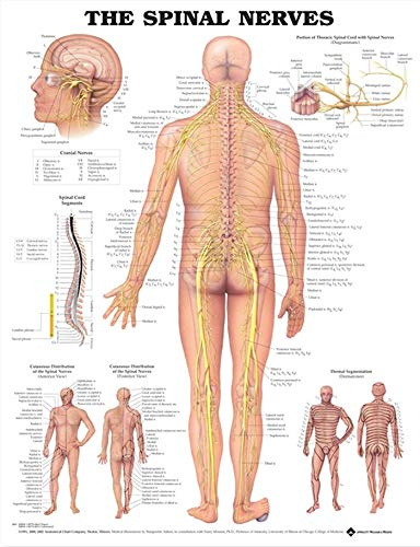 Anatomical Chart Co. Spinal Nerves Chart - Wall Chart - Living Room Decor