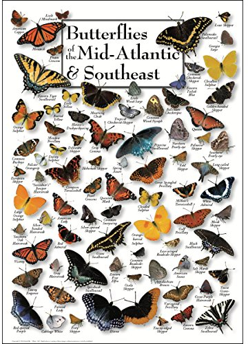 Steven M. Lewers Earth Sky Water Butterflies of Mid-Atlantic Poster