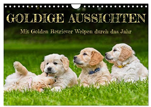 Goldige Aussichten - Mit Golden Retriever Welpen durch das Jahr (Wandkalender 2026 DIN A4 quer), CALVENDO Monatskalender: 13 entzückende Fotos von ... der Rasse durch das Jahr (CALVENDO Tiere)