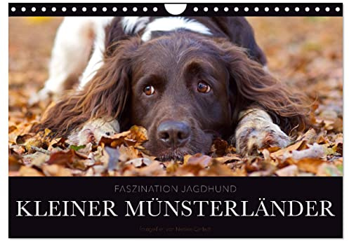 Faszination Jagdhund - Kleiner Münsterländer (Wandkalender 2026 DIN A4 quer), CALVENDO Monatskalender: Kleiner Münsterländer Vorstehhund - Ein Leben neben der Jagd (CALVENDO Tiere)