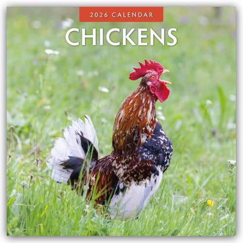 Chickens – Hühner 2026 – 16-Monatskalender: Original Red Robin Publishing Ltd-Kalender [Mehrsprachig] [Kalender] (Wall-Kalender)