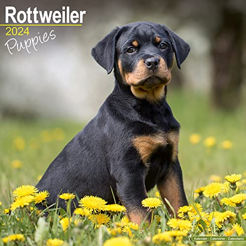 Rottweiler Puppies – Rottweiler Welpen 2024 – 16-Monatskalender: Original Avonside-Kalender [Mehrsprachig] [Kalender] (Wall-Kalender)