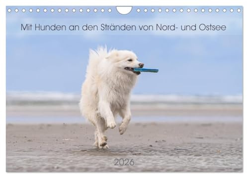 Mit Hunden an den Stränden von Nord- und Ostsee (Wandkalender 2026 DIN A4 quer), CALVENDO Monatskalender: Hunde aller Altersklassen genießen das Strandleben. (CALVENDO Tiere)