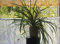 Garden Market Place Planta de Interior - Planta para la casa o la Oficina - Chlorophytum - Planta araña - Planta frondosa