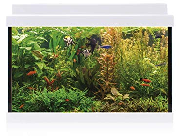 ICA Innenausstattung Aqualed 20 Blanco, 20 l, 40,7 x 29,2 x 20,2 cm