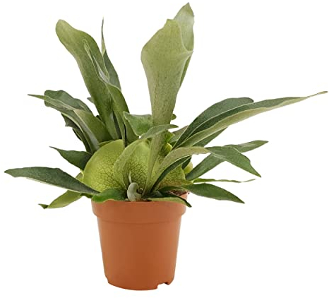 Platycerium bifurcatum - Helecho Staghorn - Planta interior - Altura 30-35 cm | Maceta-Ø 12 cm