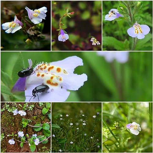 300 pcs Mazus reptans Pflanzen samen - topfpflanzen draußen winterhart bodendecker winterhart mehrjährig,Lippenmäulchen blumenwiese samen mehrjährig winterhart pflanztöpfe balkon hochbeet