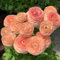 16 pcs ranunkeln zwiebeln winterhart, nachhaltige geschenke für frauen blumenwiese ranunkeln knollen deko pflanzen topfpflanzen draußen winterhart Hydrokultur winterfeste pflanzen