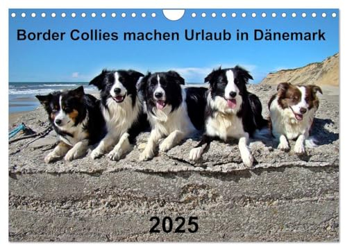 Border Collies machen Urlaub in Dänemark (Wandkalender 2025 DIN A4 quer), CALVENDO Monatskalender