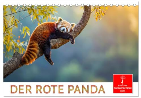 Der Rote Panda (Tischkalender 2026 DIN A5 quer), CALVENDO Monatskalender: Süßer Katzenbär zum Verlieben. (CALVENDO Tiere)