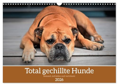 Total gechillte Hunde (Wandkalender 2026 DIN A3 quer), CALVENDO Monatskalender: Hundekalender mit gechillten Hunden (CALVENDO Tiere)