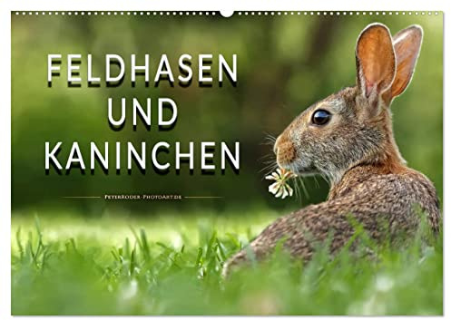 Feldhasen und Kaninchen (Wandkalender 2026 DIN A2 quer), CALVENDO Monatskalender: Eindrucksvolle Bilder der scheuen Tiere. (CALVENDO Tiere)