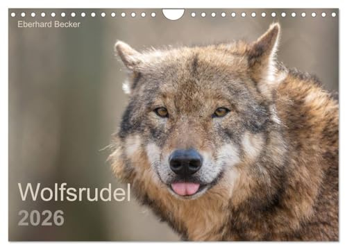 Wolfsrudel (Wandkalender 2026 DIN A4 quer), CALVENDO Monatskalender: Das Wolfsrudel, eine starke Gemeinschaft (CALVENDO Tiere)