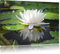 Pixxprint Weiße Lotusblume im Wasser, Größe: 80x60cm, Leinwandbild, fertig gespannt, Wandbild, Dekoration, Kunstdruck, kein Poster
