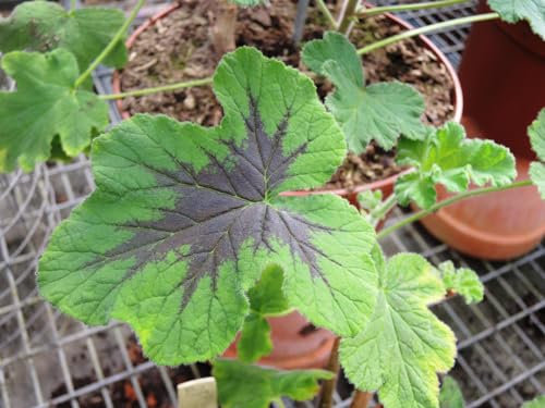 Pelargonium x tomentosum 'Chocolate' / Géranium au parfum de menthe chocolat/Godet