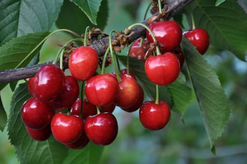 15 Graines MERISIER – PRUNUS AVIUM - greffe pour cerise cerisier - Arbre jusqu'a 30m - Fruit Fleur Jardin - 370