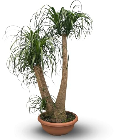 Attitude Jardin - Beaucarnea recurvata - pied d'éléphant - 150-170 cm - ⌀ 55 cm - plante d'intérieur