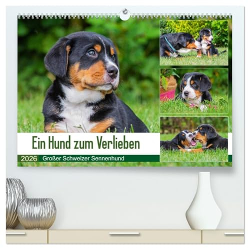 Ein Hund zum Verlieben - Großer Schweizer Sennenhund (hochwertiger Premium Wandkalender 2026 DIN A2 quer), Kunstdruck in Hochglanz: Die größte der ... groß in wunderschönen Fotos (CALVENDO Tiere)
