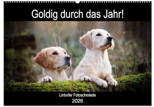 Goldig durch das Jahr! (Wandkalender 2026 DIN A2 quer), CALVENDO Monatskalender: Liebevoll ausgewählte Golden Retriever Motive begleiten durch die Jahreszeiten. (CALVENDO Tiere)