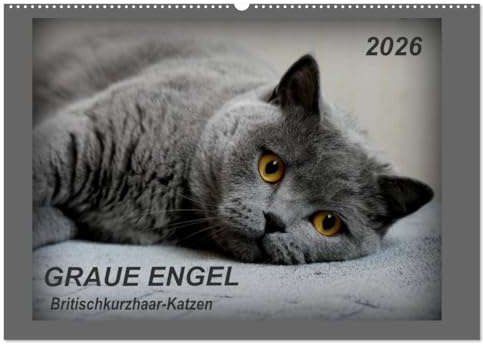 GRAUE ENGEL Britischkurzhaar-Katzen (Wandkalender 2026 DIN A2 quer), CALVENDO Monatskalender: Traumhafte Porträtfotos von Britischkurzhaar-Katzen (CALVENDO Tiere)