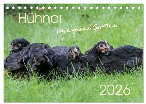 Hühner im eigenen Garten (Tischkalender 2026 DIN A5 quer), CALVENDO Monatskalender: Hübsche und hochwertige Aufnahmen von glücklichen Hühnern, die im eigenen Garten leben (CALVENDO Tiere)