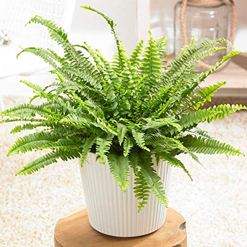 1 x Helecho Nephrolepis de Boston | Impresionante Planta Frondosa de Interior | 25-35cm con Maceta