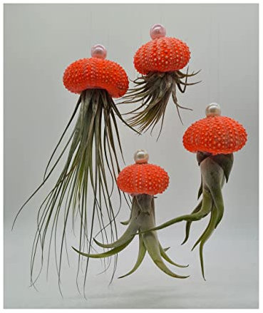Stk - 4x Seeigel Orange leuchten Gelb Nachts mit Hängepflanze Lebende Tillandsien SI7 - Seeds & Plants Shop by Ipsa