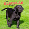 Black Labrador Retriever Puppies | 2024 12 x 24 Inch Monthly Square Wall Calendar | BrownTrout | Animals Dog Breeds Puppy