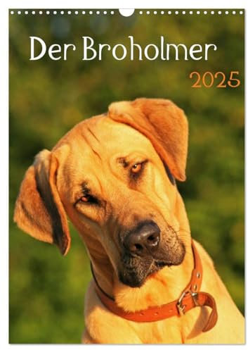 Der Broholmer (Wandkalender 2025 DIN A3 hoch), CALVENDO Monatskalender: Kalender für Fans dieser beeindruckenden Hunderasse (CALVENDO Tiere)