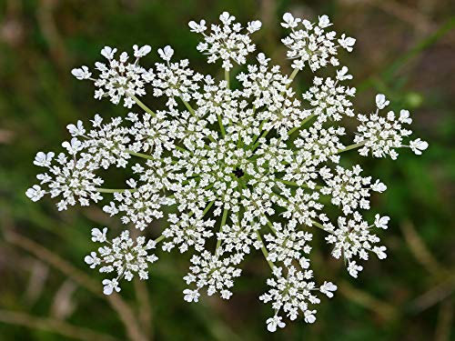 500 Semillas de Zanahoria (Daucus Carota)