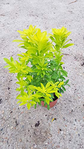 Choisya ternata 'Sundance' / Oranger du Mexique jaune/Conteneur de 3 à 4 litres
