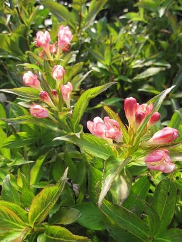 Weigela florida All Summer Peach - Zwerg-Weigelie - 30-40