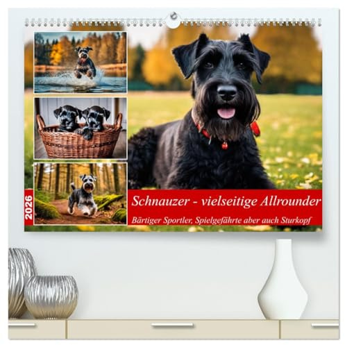 Schnauzer - vielseitige Allrounder (hochwertiger Premium Wandkalender 2026 DIN A2 quer), Kunstdruck in Hochglanz: Bärtiger Sportler, Spielgefährte aber auch Sturkopf (CALVENDO Tiere)
