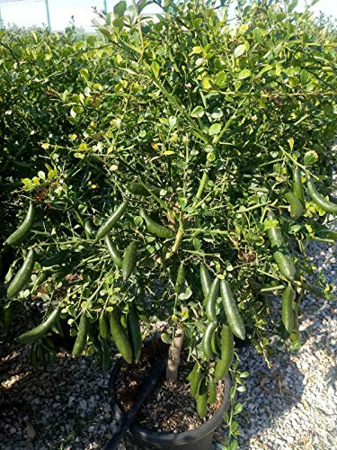 Limone caviale verde Citrus australasica pianta di Finger Lime in mastello ø40 cm Vivaio di Castelletto