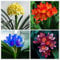 Aamish 200 Stück Clivia Blumensamen