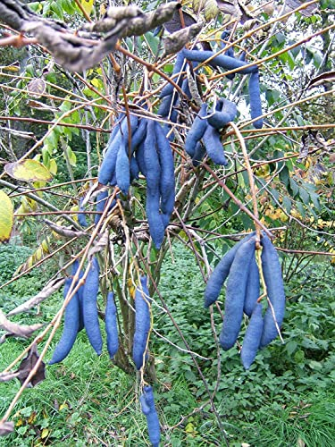 Green Future Pflanzenhandel Blaugurke Decaisnea fargesii Pflanze 5-10cm Blauschote Blaugurkenbaum Rarität