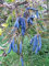 Green Future Pflanzenhandel Blaugurke Decaisnea fargesii Pflanze 5-10cm Blauschote Blaugurkenbaum Rarität