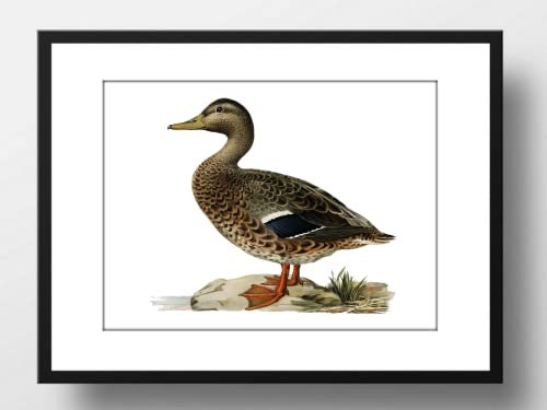 Din A4 Kunstdruck ohne Rahmen - Weiblich Stockente - Ente Stockenten Wasservogel Vogel Natur - Retro Druck Poster Bild