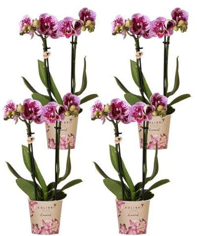 Phalaenopsis Orchideen El Salvador Lila - Topfgröße Ø9cm - Zimmerpflanze - 4 Stück
