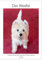Der Westie - Portrait eines West Highland White Terriers (Wandkalender 2025 DIN A2 hoch), CALVENDO Monatskalender: Wunderschöne Fotos eines West ... kurz Westie genannt wird. (CALVENDO Tiere)