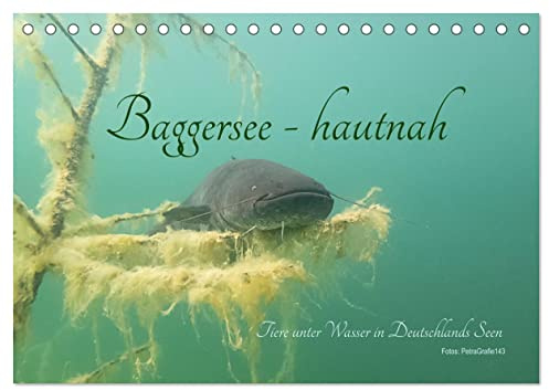 Baggersee -hautah (Tischkalender 2026 DIN A5 quer), CALVENDO Monatskalender: Tiere unter Wasser in deutschen Seen (CALVENDO Tiere)
